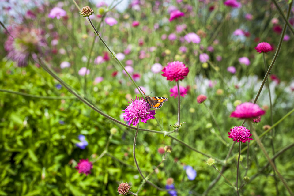 Billede af blomster.